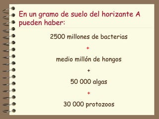 En un gramo de suelo del horizante A pueden haber: 2500 millones de bacterias +  medio millón de hongos + 50 000 algas +  30 000 protozoos 
