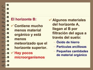 El horizonte B: Contiene mucho menos material orgánico y está menos meteorizado que el horizonte superior. Hay pocos microorganismos Algunos materiales del horizonte A,  llegan al B por filtración del agua a través del suelo: Óxido de hierro Partículas arcillosas Pequeñas cantidades de material orgánico 