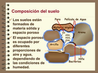 Composición del suelo Los suelos están formados de materia sólida y espacio poroso  El espacio poroso es ocupado por  diferentes proporciones de aire y agua, dependiendo de las condiciones de humedad. Arcilla Materia orgánica Arena Película de Agua Bacterias Hifa Poro CO 2 ,H 2 S, CH 4 O 2 