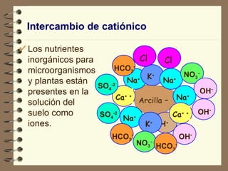 Intercambio de catiónico Los nutrientes inorgánicos para microorganismos  y plantas están presentes en la solución del suelo como iones. Arcilla  - Na + Na + Na + H + Ca + + Ca + + K + K + Na + Cl - Cl - NO 3 - SO 4 -2 HCO 3 - OH - OH - OH - SO 4 -2 HCO 3 - NO 3 - HCO 3 - 
