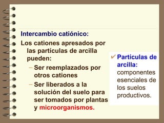 Intercambio catiónico: Los cationes apresados por las partículas de arcilla pueden: Ser reemplazados por otros cationes Ser liberados a la solución del suelo para ser tomados por plantas y   microorganismos. Partículas de arcilla:  componentes esenciales de los suelos productivos. 