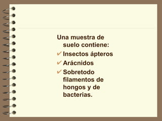 Una muestra de suelo contiene: Insectos ápteros Arácnidos Sobretodo filamentos de hongos y de bacterias.  