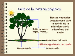 Ciclo de la materia orgánica   Fotosíntesis Restos vegetales desaparecen bajo la acción de la microfauna y la microflora del suelo CO 2 Caída de ramas, hojas, frutos.. Mineralización Humificación Microorganismos del suelo Microfauna del suelo 