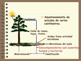 Amontonamiento de acículas de varios centímetros . Fotosíntesi s Acumulación CO 2 Caída de ramas, hojas, frutos.. Mineralización Humificación Descomponedores casi ausentes: hongos y bacterias Microfauna del suelo Acidez frena actividad microbiana 