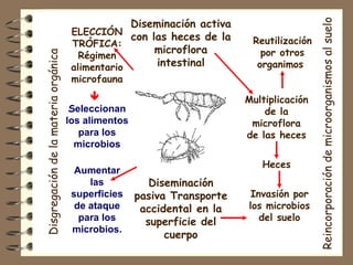 Diseminación activa con las heces de la microflora intestinal Disgregación de la materia orgánica Reincorporación de microorganismos al suelo Aumentar las superficies de ataque para los microbios. Reutilización por otros organimos  Heces Invasión por los microbios del suelo ELECCIÓN TRÓFICA: Régimen alimentario microfauna    S eleccionan los alimentos para los microbios Multiplicación de la microflora de las heces Diseminación pasiva Transporte accidental en la superficie del cuerpo 