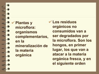 Plantas y microflora: organismos complementarios, en la mineralización de la materia orgánica Los residuos orgánicos no consumidos van a ser degradados por la microflora. Son los hongos, en primer lugar, los que van a atacar a la materia orgánica fresca, y en el siguiente orden   