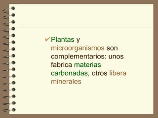 Plantas  y  microorganismos  son complementarios: unos fabrica  materias carbonadas , otros  libera minerales 