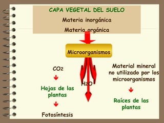 CAPA VEGETAL DEL SUELO Materia inorgánica Materia orgánica  Raíces de las plantas    Hojas de las plantas    Fotosíntesis CO 2 H 2 O Material mineral no utilizado por los microorganismos Microorganismos 