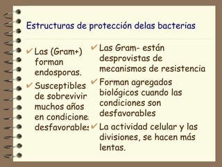 Estructuras de protección delas bacterias Las (Gram+) forman endosporas.  Susceptibles de sobrevivir muchos años en condiciones desfavorables. Las Gram- están desprovistas de mecanismos de resistencia Forman agregados biológicos cuando las condiciones son desfavorables La actividad celular y las divisiones, se hacen más lentas. 