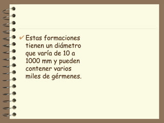 Estas formaciones tienen un diámetro que varía de 10 a 1000 mm y pueden contener varios miles de gérmenes. 