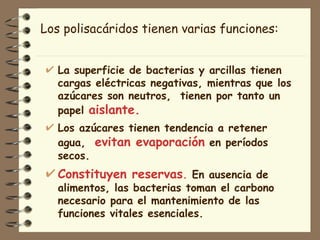 La superficie de bacterias y arcillas tienen cargas eléctricas negativas, mientras que los azúcares son neutros,  tienen por tanto un papel  aislante. Los azúcares tienen tendencia a retener agua,  evitan evaporación  en períodos secos. Constituyen reservas .  En ausencia de alimentos, las bacterias toman el carbono necesario para el mantenimiento de las funciones vitales esenciales. Los polisacáridos tienen varias funciones: 