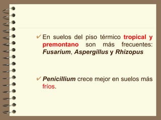 En suelos del piso térmico  tropical y premontano  son más frecuentes:  Fusarium ,  Aspergillus  y  Rhizopus Penicillium  crece mejor en suelos más  fríos .  