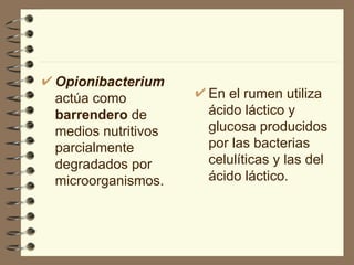 Opionibacterium   actúa como  barrendero  de medios nutritivos parcialmente degradados por microorganismos.  En el rumen   utiliza ácido láctico y glucosa producidos por las bacterias celulíticas y las del ácido láctico. 