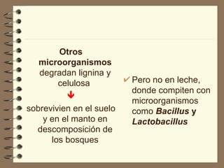 Otros microorganismos  degradan lignina y celulosa   sobrevivien en el suelo y en el manto en descomposición de los bosques Pero no en leche, donde compiten con microorganismos como  Bacillus  y  Lactobacillus 