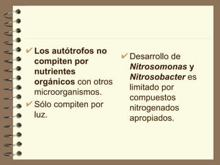 Los autótrofos   no compiten por nutrientes orgánicos  con otros microorganismos.  Sólo compiten por luz. Desarrollo de  Nitrosomonas  y  Nitrosobacter  es limitado por compuestos nitrogenados apropiados.  