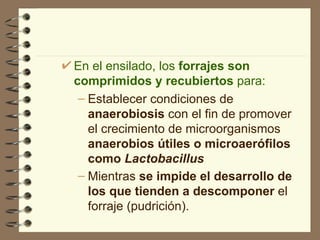En el ensilado, los  forrajes son comprimidos y recubiertos  para: Establecer condiciones de  anaerobiosis  con el fin de promover el crecimiento de microorganismos  anaerobios útiles o microaerófilos como  Lactobacillus Mientras  se impide el desarrollo de los que tienden a descomponer  el forraje (pudrición).   