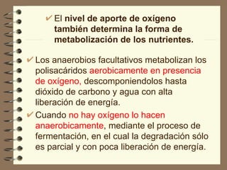 El  nivel de aporte de oxígeno también determina la forma de metabolización de los nutrientes.   Los anaerobios facultativos metabolizan los polisacáridos  aerobicamente en presencia de oxígeno,  descomponiendolos hasta dióxido de carbono y agua con alta liberación de energía. Cuando  no hay oxígeno lo hacen anaerobicamente , mediante el proceso de fermentación, en el cual la degradación sólo es parcial y con poca liberación de energía. 