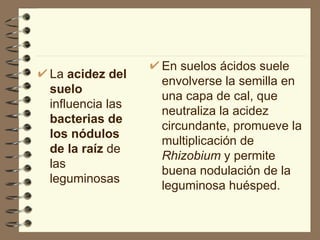 La  acidez del suelo  influencia las  bacterias de los nódulos de la raíz  de las leguminosas En suelos ácidos suele envolverse la semilla en una capa de cal, que neutraliza la acidez circundante, promueve la multiplicación de  Rhizobium  y permite buena nodulación de la leguminosa huésped. 