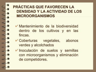 PRÁCTICAS QUE FAVORECEN LA DENSIDAD Y LA ACTIVIDAD DE LOS  MICROORGANISMOS Mantenimiento de la biodiversidad dentro de los cultivos y en las fincas. Coberturas vegetales, abonos verdes y alcolchados Inoculación de suelos y semillas con microorganismos y eliminación de competidores. 