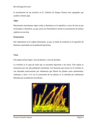 Microbiología del suelo
Yesenia Camacho Gámez Página 4
la acumulación de sus micelios en él. Además los hongos forman unos agregados que
ayudan a retener agua.
Algas
Mayormente encontramos algas verdes y diatomeas en la superficie o cerca de ésta ya que
erosionados o desérticos, ya que como son fotosintéticos inician la acumulación de materia
orgánica en esa área.
Protozoarios
Son importantes en la cadena alimentaria, ya que su modo de nutrición es la ingestión de
bacterias controlando así la población bacteriana.
Virus
Este grupo incluye fagos, virus de plantas y virus de animales.
La rizósfera es la capa de suelo que se encuentra adyacente a las raíces. Esta región se
caracteriza por una alta población microbiana. Las bacterias que crecen en la rizósfera se
ven afectadas positivamente por substancias que liberan las plantas como aminoácidos,
vitaminas y otros. A la vez el crecimiento de las plantas se ve afectado por substancias
liberadas por la población microbiana.
 