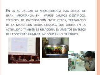 EN LA ACTUALIDAD LA MICROBIOLOGÍA ESTA SIENDO DE
GRAN IMPORTANCIA EN VARIOS CAMPOS CIENTÍFICOS,
TÉCNICOS, DE INVESTIGACIÓN ENTRE OTROS, TRABAJANDO
DE LA MANO CON OTROS CIENCIAS, QUE AHORA EN LA
ACTUALIDAD TAMBIÉN SE RELACIONA EN ÁMBITOS DIVERSOS
DE LA SOCIEDAD HUMANA, NO SOLO EN LO CIENTÍFICO.
 