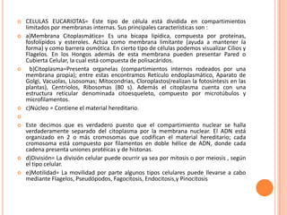  CELULAS EUCARIOTAS= Este tipo de célula está dividida en compartimientos
limitados por membranas internas. Sus principales características son :
 a)Membrana Citoplasmática= Es una bicapa lipídica, compuesta por proteínas,
fosfolípidos y esteroles. Actúa como membrana limitante (ayuda a mantener la
forma) y como barrera osmótica. En cierto tipo de células podemos visualizar Cilios y
Flagelos. En los Hongos además de esta membrana pueden presentar Pared o
Cubierta Celular, la cual está compuesta de polisacáridos.
 b)Citoplasma=Presenta organelas (compartimientos internos rodeados por una
membrana propia); entre estas encontramos Retículo endoplasmático, Aparato de
Golgi, Vacuolas, Lisosomas; Mitocondrias, Cloroplastos(realizan la fotosíntesis en las
plantas), Centriolos, Ribosomas (80 s). Además el citoplasma cuenta con una
estructura reticular denominada citoesqueleto, compuesto por microtúbulos y
microfilamentos.
 c)Núcleo = Contiene el material hereditario.

 Este decimos que es verdadero puesto que el compartimiento nuclear se halla
verdaderamente separado del citoplasma por la membrana nuclear. El ADN está
organizado en 2 o más cromosomas que codifican el material hereditario; cada
cromosoma está compuesto por filamentos en doble hélice de ADN, donde cada
cadena presenta uniones protéicas y de histonas.
 d)División= La división celular puede ocurrir ya sea por mitosis o por meiosis , según
el tipo celular.
 e)Motilidad= La movilidad por parte algunos tipos celulares puede llevarse a cabo
mediante Flagelos, Pseudópodos, Fagocitosis, Endocitosis,y Pinocitosis
 