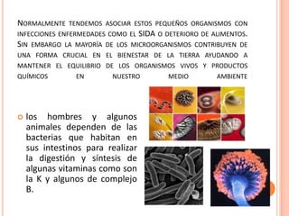 NORMALMENTE TENDEMOS ASOCIAR ESTOS PEQUEÑOS ORGANISMOS CON
INFECCIONES ENFERMEDADES COMO EL SIDA O DETERIORO DE ALIMENTOS.
SIN EMBARGO LA MAYORÍA DE LOS MICROORGANISMOS CONTRIBUYEN DE
UNA FORMA CRUCIAL EN EL BIENESTAR DE LA TIERRA AYUDANDO A
MANTENER EL EQUILIBRIO DE LOS ORGANISMOS VIVOS Y PRODUCTOS
QUÍMICOS EN NUESTRO MEDIO AMBIENTE
 los hombres y algunos
animales dependen de las
bacterias que habitan en
sus intestinos para realizar
la digestión y síntesis de
algunas vitaminas como son
la K y algunos de complejo
B.
 