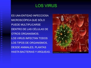 LOS VIRUS

ES UNA ENTIDAD INFECCIOSA
MICROSCÓPICA QUE SÓLO
PUEDE MULTIPLICARSE
DENTRO DE LAS CÉLULAS DE
OTROS ORGANISMOS.
LOS VIRUS INFECTAN TODOS
LOS TIPOS DE ORGANISMOS,
DESDE ANIMALES, PLANTAS
HASTA BACTERIAS Y ARQUEAS.
 