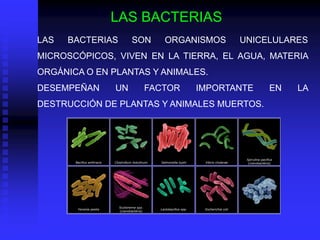 LAS BACTERIAS
LAS   BACTERIAS                       SON             ORGANISMOS                             UNICELULARES
MICROSCÓPICOS, VIVEN EN LA TIERRA, EL AGUA, MATERIA
ORGÁNICA O EN PLANTAS Y ANIMALES.
DESEMPEÑAN                  UN                  FACTOR                   IMPORTANTE                           EN   LA
DESTRUCCIÓN DE PLANTAS Y ANIMALES MUERTOS.




                                                                                              Spirulina pacifica
       Bacillus anthracis   Clostridium botulinum   Salmonella typhi      Vibrio cholerae      (cianobactéria)




                              Scytonema spp.
        Yersinia pestis                             Lactobacillus spp.    Escherichia coli
                              (cianobactéria)
 