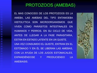 PROTOZOOS (AMEBAS)
EL MAS CONOCIDO DE LOS PROTOZOOS ES LA
AMEBA, LAS AMEBAS DEL TIPO ENTAMOEBA
HISTOLYTICA SON   MICROORGANISMOS       QUE
VIVEN COMO PARÁSITOS INTESTINALES EN
HUMANOS Y PERROS. EN SU CICLO DE VIDA,
ANTES DE LLEGAR A LA FASE PARASITARIA,
ESTÁN EN ESTADO LATENTE EN UN QUISTE.
UNA VEZ CONSUMIDO EL QUISTE, ENTRAN EN EL
ESTÓMAGO Y EN ÉL SE LIBERAN LAS AMEBAS,
CON LA AYUDA DE LOS JUGOS ESTOMACALES,
EXPANDIÉNDOSE     Y   PRODUCIENDO        LA
AMEBIASIS.
 