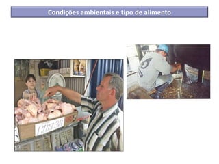 Condições ambientais e tipo de alimento
 
