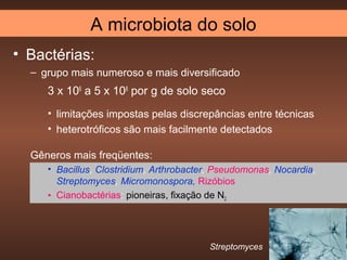 A microbiota do solo
• Bactérias:
  – grupo mais numeroso e mais diversificado
     3 x 106 a 5 x 108 por g de solo seco
     • limitações impostas pelas discrepâncias entre técnicas
     • heterotróficos são mais facilmente detectados

  Gêneros mais freqüentes:
     • Bacillus, Clostridium, Arthrobacter, Pseudomonas, Nocardia,
       Streptomyces, Micromonospora, Rizóbios
     • Cianobactérias: pioneiras, fixação de N2




                                         Streptomyces
 
