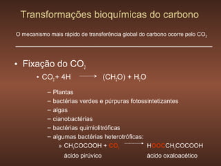 Transformações bioquímicas do carbono
O mecanismo mais rápido de transferência global do carbono ocorre pelo CO2




• Fixação do CO2
       • CO2 + 4H                   (CH2O) + H2O
            –   Plantas
            –   bactérias verdes e púrpuras fotossintetizantes
            –   algas
            –   cianobactérias
            –   bactérias quimiolitróficas
            –   algumas bactérias heterotróficas:
                  » CH3COCOOH + CO2               HOOCCH2COCOOH
                   ácido pirúvico                  ácido oxaloacético
 