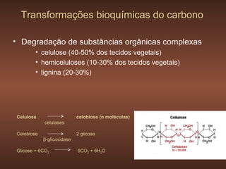 Transformações bioquímicas do carbono

• Degradação de substâncias orgânicas complexas
        • celulose (40-50% dos tecidos vegetais)
        • hemiceluloses (10-30% dos tecidos vegetais)
        • lignina (20-30%)




Celulose                    celobiose (n moléculas)
            celulases

Celobiose                   2 glicose
            β-glicosidase

Glicose + 6CO2              6CO2 + 6H2O
 