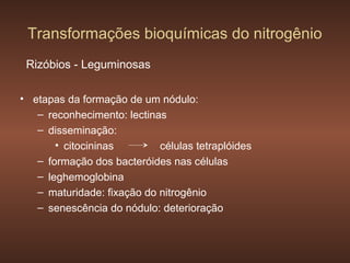 Transformações bioquímicas do nitrogênio
 Rizóbios - Leguminosas

• etapas da formação de um nódulo:
   – reconhecimento: lectinas
   – disseminação:
       • citocininas        células tetraplóides
   – formação dos bacteróides nas células
   – leghemoglobina
   – maturidade: fixação do nitrogênio
   – senescência do nódulo: deterioração
 
