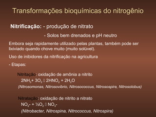 Transformações bioquímicas do nitrogênio

Nitrificação: - produção de nitrato
                   - Solos bem drenados e pH neutro
Embora seja rapidamente utilizado pelas plantas, também pode ser
lixiviado quando chove muito (muito solúvel).
Uso de inibidores da nitrificação na agricultura
- Etapas:

    Nitritação: oxidação de amônia a nitrito
      2NH3+ 3O2  2HNO2 + 2H2O
    (Nitrosomonas, Nitrosovibrio, Nitrosococcus, Nitrosospira, Nitrosolobus)


    Nitratação: oxidação de nitrito a nitrato
     NO2- + ½O2  NO3-
      (Nitrobacter, Nitrospina, Nitrococcus, Nitrospira)
 