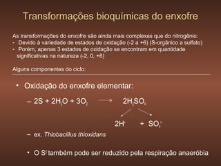Transformações bioquímicas do enxofre
As transformações do enxofre são ainda mais complexas que do nitrogênio:
- Devido à variedade de estados de oxidação (-2 a +6) (S-orgânico a sulfato)
- Porém, apenas 3 estados de oxidação se encontram em quantidade
  significativas na natureza (-2, 0, +6)

Alguns componentes do ciclo:


 • Oxidação do enxofre elementar:

     – 2S + 2H2O + 3O2                      2H2SO4


                                        2H+        + SO4=
     – ex. Thiobacillus thioxidans


     • O S0 também pode ser reduzido pela respiração anaeróbia
 