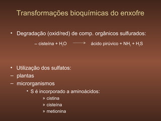 Transformações bioquímicas do enxofre

• Degradação (oxid/red) de comp. orgânicos sulfurados:
          – cisteína + H2O        ácido pirúvico + NH3 + H2S




• Utilização dos sulfatos:
– plantas
– microrganismos
      • S é incorporado a aminoácidos:
              » cistina
              » cisteína
              » metionina
 