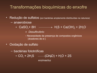 Transformações bioquímicas do enxofre

• Redução de sulfatos (por bactérias amplamente distribuídas na natureza)
   – anaerobiose
      • CaSO4 + 8H                    H2S + Ca(OH)2 + 2H2O
                » Desulfovibrio
                - Necessidade da presença de compostos orgânicos
                  (doadores de e-)

• Oxidação de sulfato

    – bactérias fototróficas
       • CO2 + 2H2S          (CH2O) + H2O + 2S
                            enzimas/luz
 