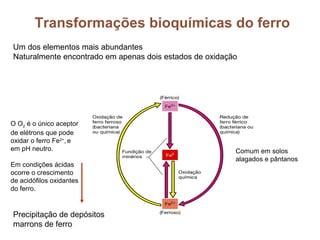 Transformações bioquímicas do ferro
Um dos elementos mais abundantes
Naturalmente encontrado em apenas dois estados de oxidação




O O2 é o único aceptor
de elétrons que pode
oxidar o ferro Fe2+, e
em pH neutro.                                            Comum em solos
                                                         alagados e pântanos
Em condições ácidas
ocorre o crescimento
de acidófilos oxidantes
do ferro.


Precipitação de depósitos
marrons de ferro
 