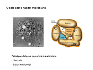 O solo como hábitat microbiano




   Principais fatores que afetam a atividade:
   - Umidade
   - Status nutricional
 