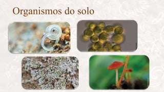 Organismos do solo
 