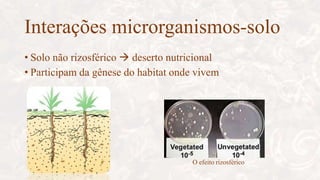 Interações microrganismos-solo
• Solo não rizosférico  deserto nutricional
• Participam da gênese do habitat onde vivem
O efeito rizosférico
 