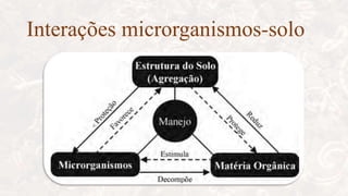 Interações microrganismos-solo
 