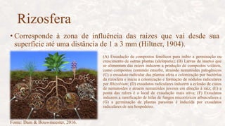 Rizosfera
• Corresponde à zona de influência das raízes que vai desde sua
superfície até uma distância de 1 a 3 mm (Hiltner, 1904).
Fonte: Dam & Bouwmeester, 2016.
(A) Exsudação de compostos fenólicos para inibir a germinação ou
crescimento de outras plantas (alelopatia); (B) Larvas de insetos que
se alimentam das raízes induzem a produção de compostos voláteis,
como compostos contendo enxofre, atraindo nematóides patogênicos
(C) o exsudato radicular das plantas afeta a colonização por bactérias
da rizosfera e inicia a colonização e formação de nódulos radiculares
por Rhizobium; (D) exsudatos radiculares induzem a eclosão de cistos
de nematoides e atraem nematóides juvenis em direção à raiz; (E) a
ponta das raízes é o local de exsudação mais ativa; (F) Exsudatos
induzem a ramificação de hifas de fungos micorrízicos arbusculares e
(G) a germinação de plantas parasitas é induzida por exsudatos
radiculares de seu hospedeiro.
 