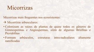 Micorrizas
Micorrizas mais frequentes nos ecossistemas:
 Micorrizas arbusculares:
• Colonizam as raízes de plantas de quase todos os gêneros de
Gimnospermas e Angiospermas, além de algumas Briófitas e
Pteridófitas
• Formam arbúsculos, estruturas intra-radiculares altamente
ramificadas
 