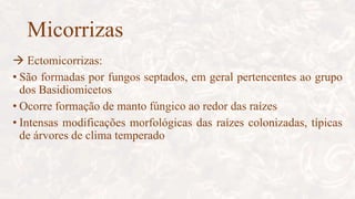 Micorrizas
 Ectomicorrizas:
• São formadas por fungos septados, em geral pertencentes ao grupo
dos Basidiomicetos
• Ocorre formação de manto fúngico ao redor das raízes
• Intensas modificações morfológicas das raízes colonizadas, típicas
de árvores de clima temperado
 