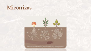 Micorrizas
 