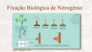 Fixação Biológica de Nitrogênio
Fonte: Laborgene, 2019.
 