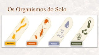 Os Organismos do Solo
 